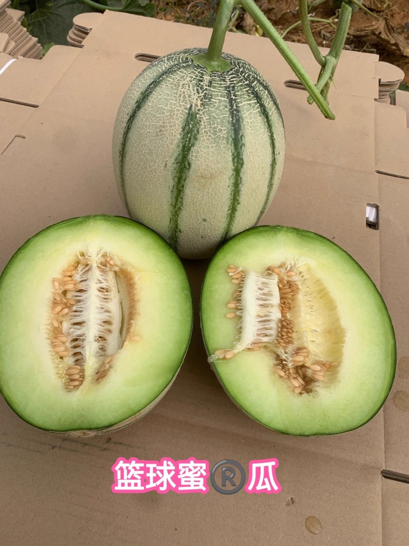 篮球蜜瓜种子清香甘甜