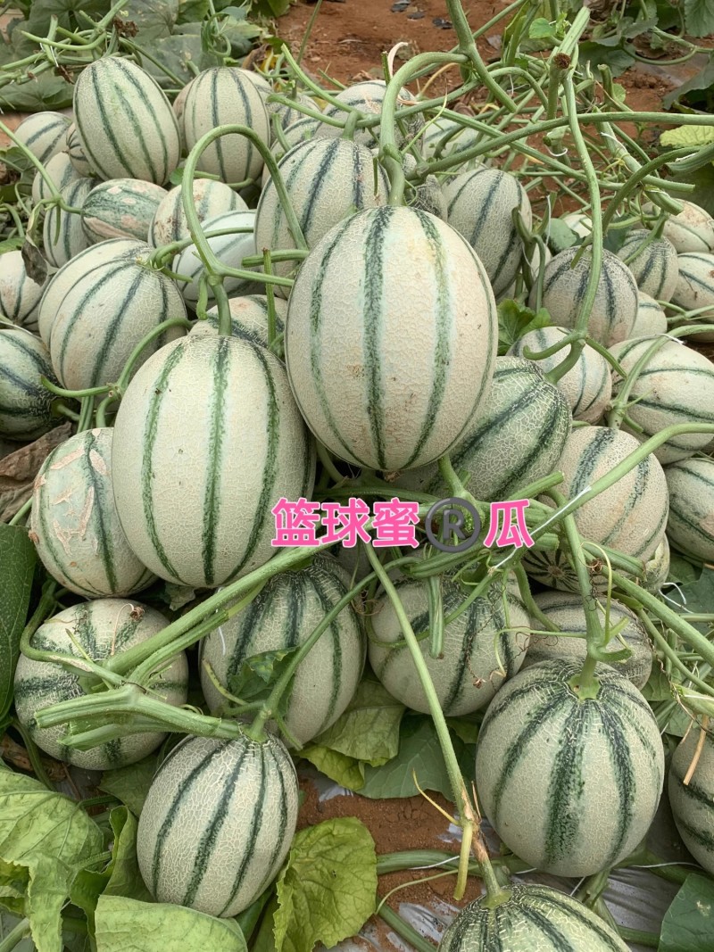 篮球蜜瓜种子清香甘甜