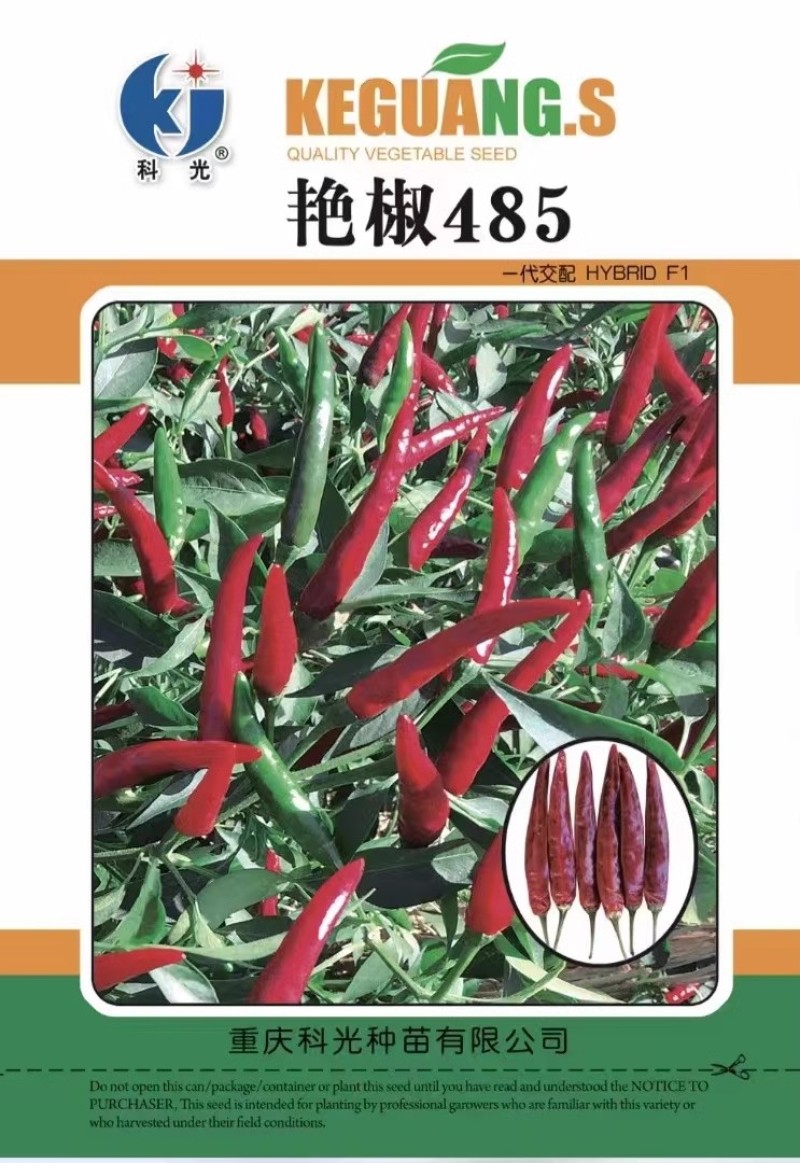 朝天椒种子高辣型大果朝天椒单生果型顺直