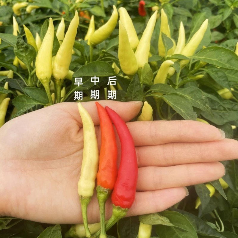 艳椒528朝天椒种子朝天单生小尖椒种子果肉薄味辛辣
