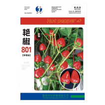 艳椒801草莓椒种子单生味中辣果面光滑挂果多