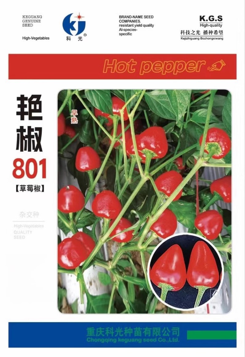 艳椒801草莓椒种子单生味中辣果面光滑挂果多