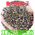 羽扇豆鲁冰花种子花卉种籽春夏秋播种多年生鲁冰花籽鲁冰菊花