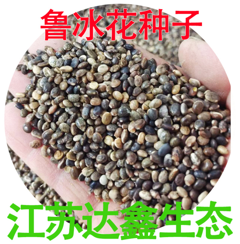 羽扇豆鲁冰花种子花卉种籽春夏秋播种多年生鲁冰花籽鲁冰菊花