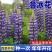 羽扇豆鲁冰花种子花卉种籽春夏秋播种多年生鲁冰花籽鲁冰菊花
