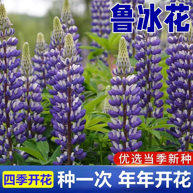 羽扇豆鲁冰花种子花卉种籽春夏秋播种多年生鲁冰花籽鲁冰菊花