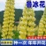 羽扇豆鲁冰花种子花卉种籽春夏秋播种多年生鲁冰花籽鲁冰菊花