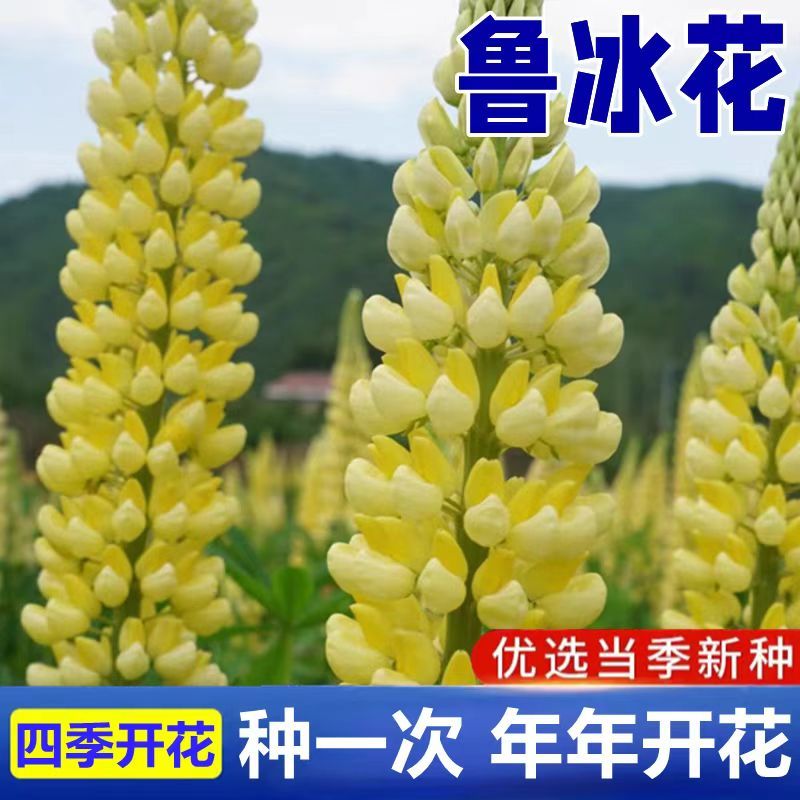 羽扇豆鲁冰花种子花卉种籽春夏秋播种多年生鲁冰花籽鲁冰菊花