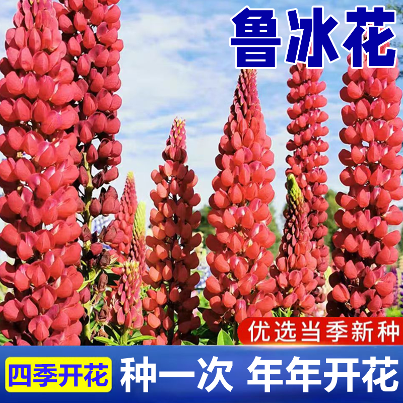 羽扇豆鲁冰花种子花卉种籽春夏秋播种多年生鲁冰花籽鲁冰菊花