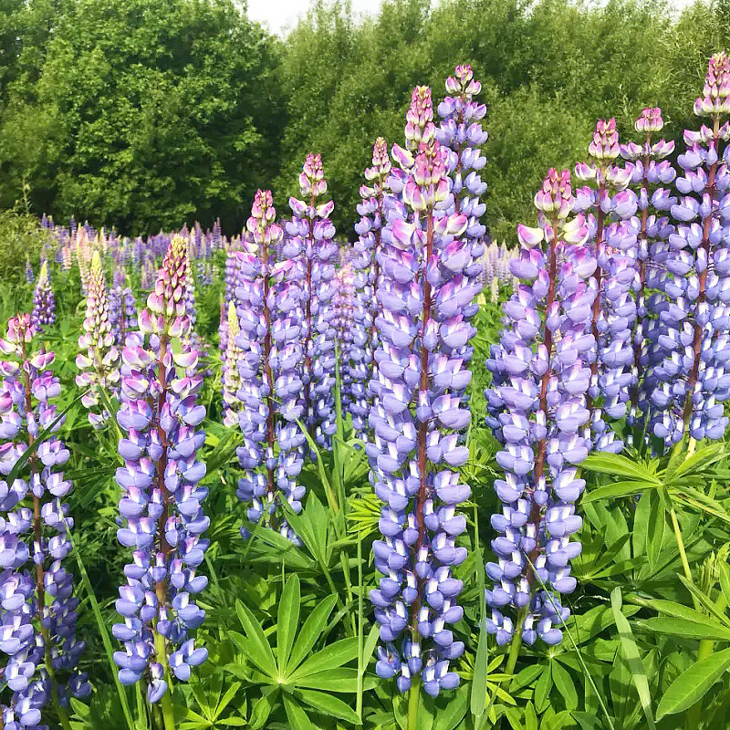 羽扇豆鲁冰花种子花卉种籽春夏秋播种多年生鲁冰花籽鲁冰菊花