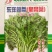 东洋茼蒿种子花叶茼蒿皇帝菜种子香味浓耐热耐寒
