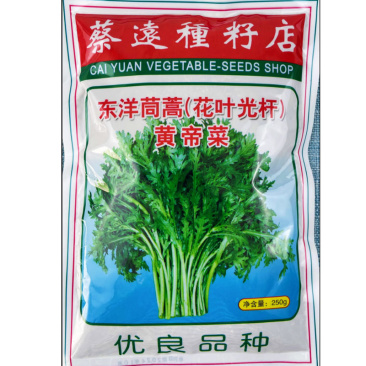 东洋茼蒿种子花叶茼蒿皇帝菜种子香味浓耐热耐寒