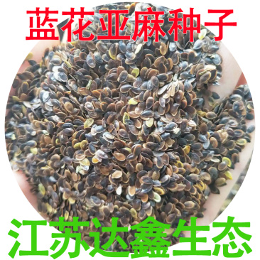 批发草花种子蓝花亚麻黄金亚麻亚麻兰花亚麻种籽花卉种