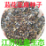 批发草花种子蓝花亚麻黄金亚麻亚麻兰花亚麻种籽花卉种