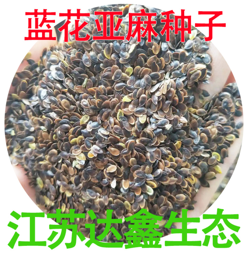 批发草花种子蓝花亚麻黄金亚麻亚麻兰花亚麻种籽花卉种
