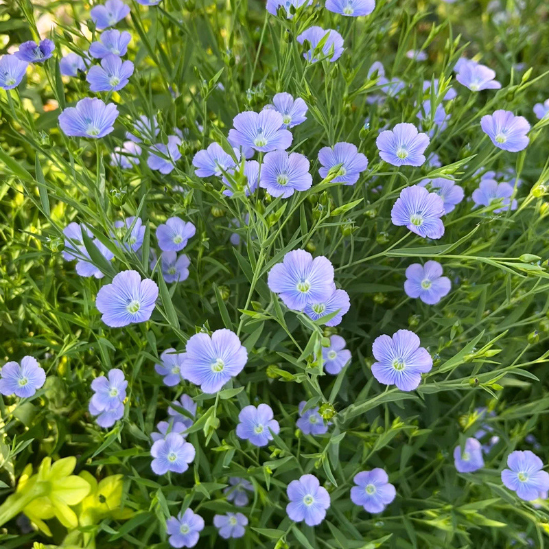 批发草花种子蓝花亚麻黄金亚麻亚麻兰花亚麻种籽花卉种