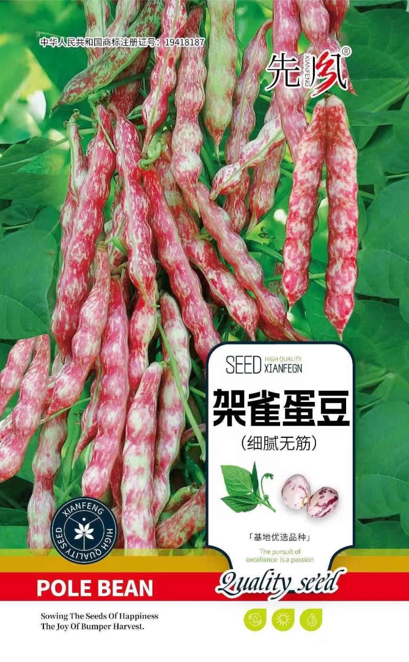 架雀蛋豆种子细腻无筋耐老化肉质厚清香耐贮运