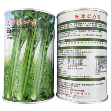 天津实心芹菜种子叶鲜绿色叶柄腹沟深颜色深绿口味浓