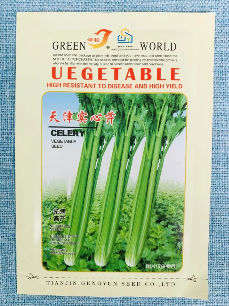 天津实心芹菜种子叶鲜绿色叶柄腹沟深颜色深绿口味浓