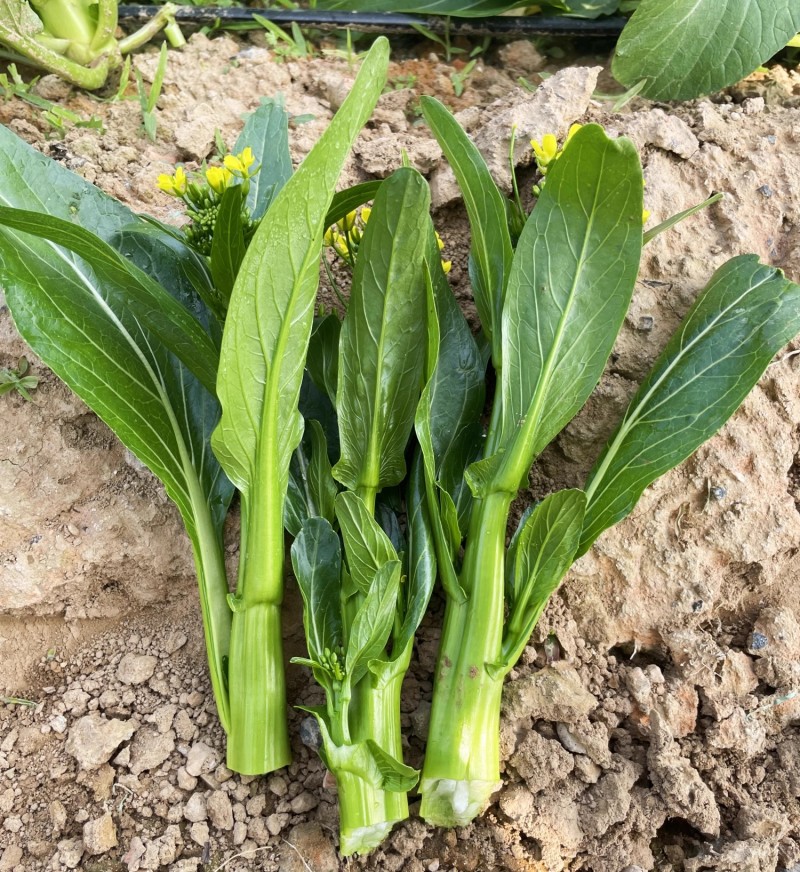 翠绿80天菜心种子椭圆形油绿色菜苔粗壮