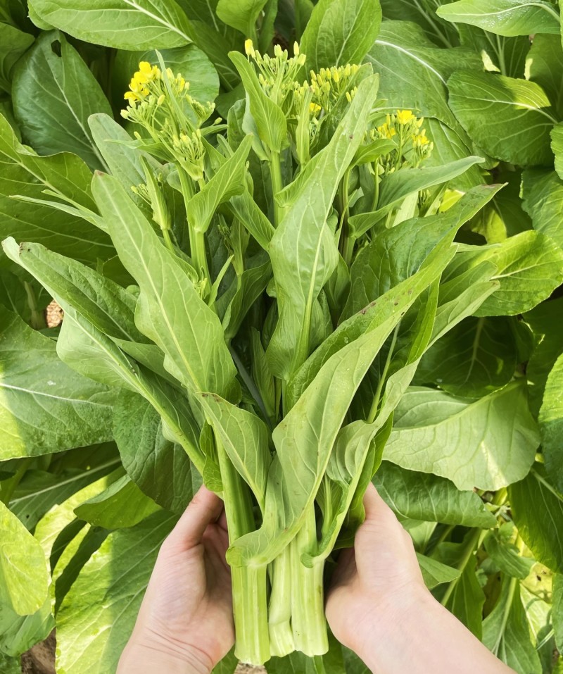 翠绿80天菜心种子椭圆形油绿色菜苔粗壮