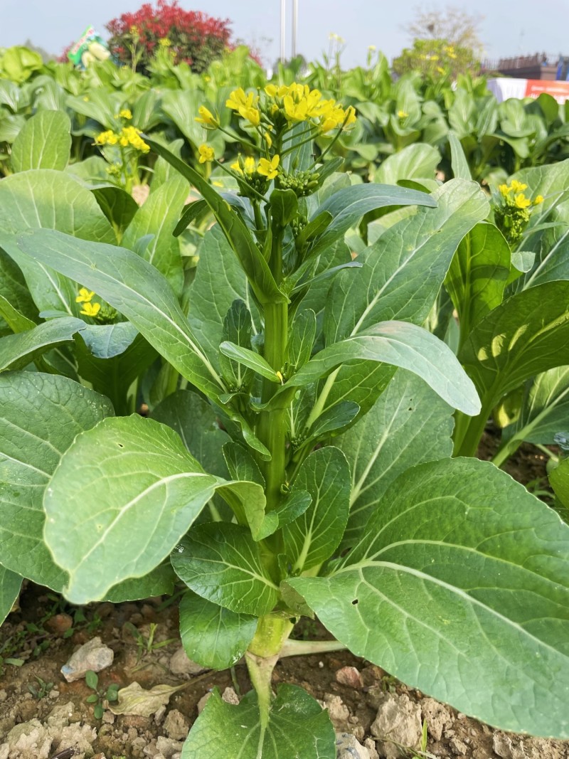 翠绿80天菜心种子椭圆形油绿色菜苔粗壮