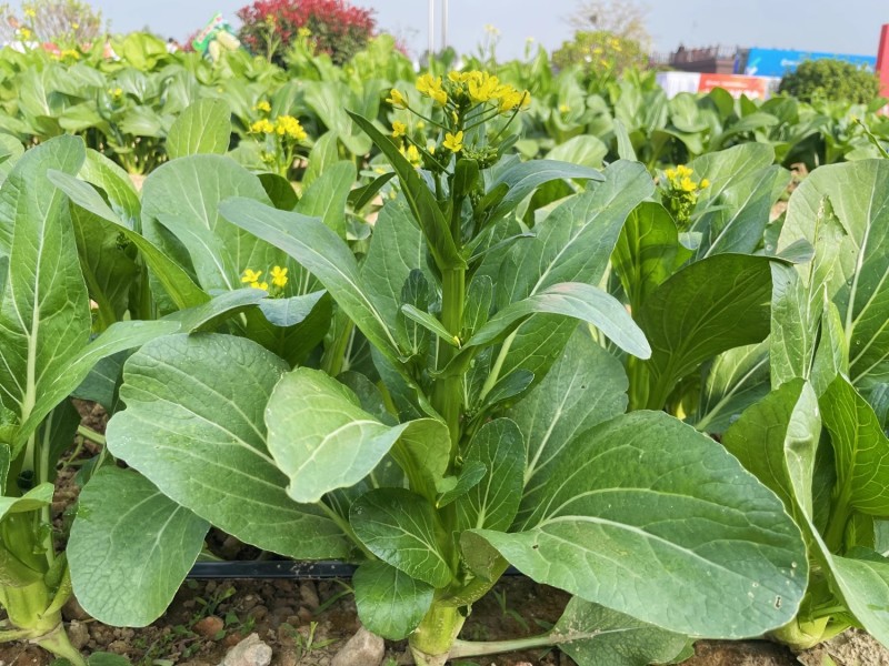 翠绿80天菜心种子椭圆形油绿色菜苔粗壮