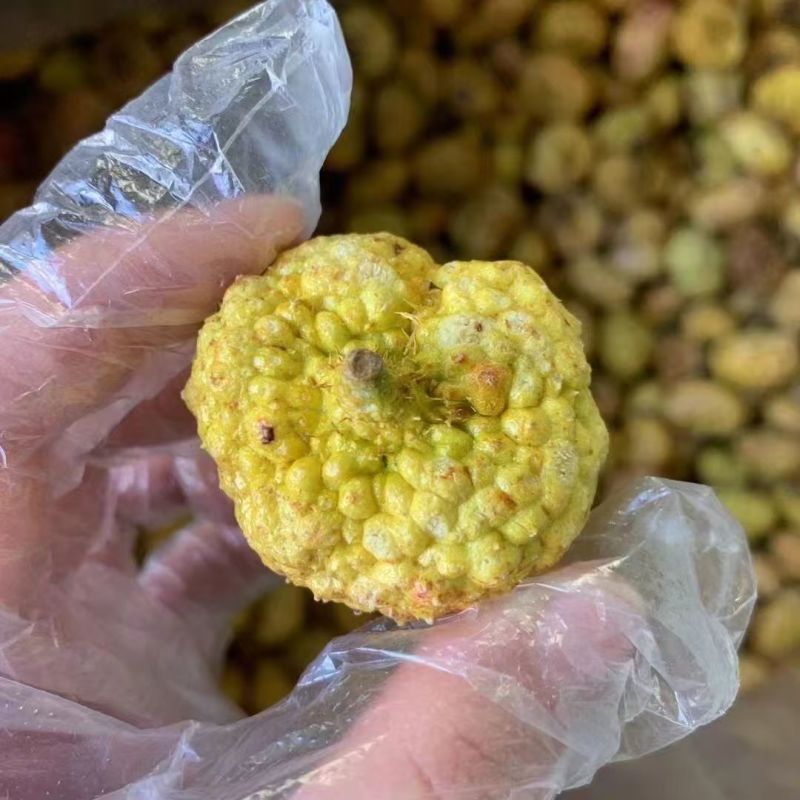 刺梨冻干刺梨果烤干刺梨果刺梨果批发