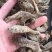串串天麻串串天麻串串天麻串串天麻批发