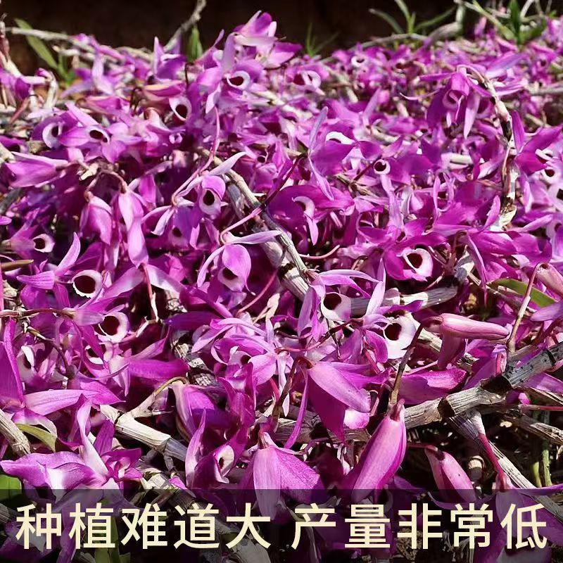 紫皮石斛花石斛花金钗石斛花紫皮石斛花批发