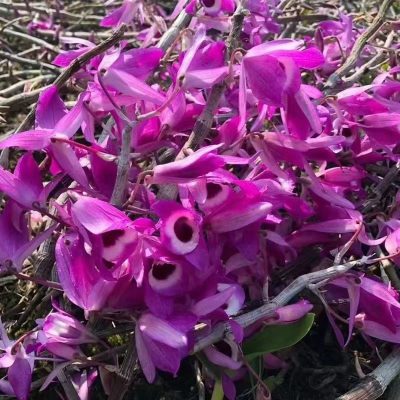 紫皮石斛花石斛花金钗石斛花紫皮石斛花批发