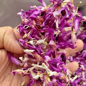 紫皮石斛花石斛花金钗石斛花紫皮石斛花批发