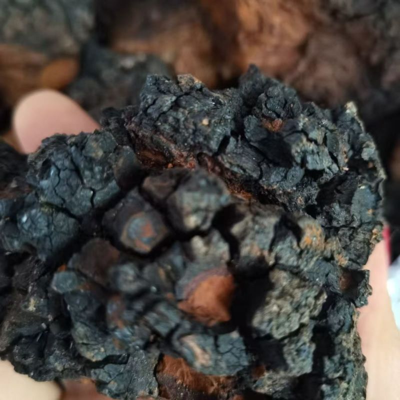 桦树茸桦树茸整个桦树茸切块桦树茸桦树茸整个桦树茸切块批发