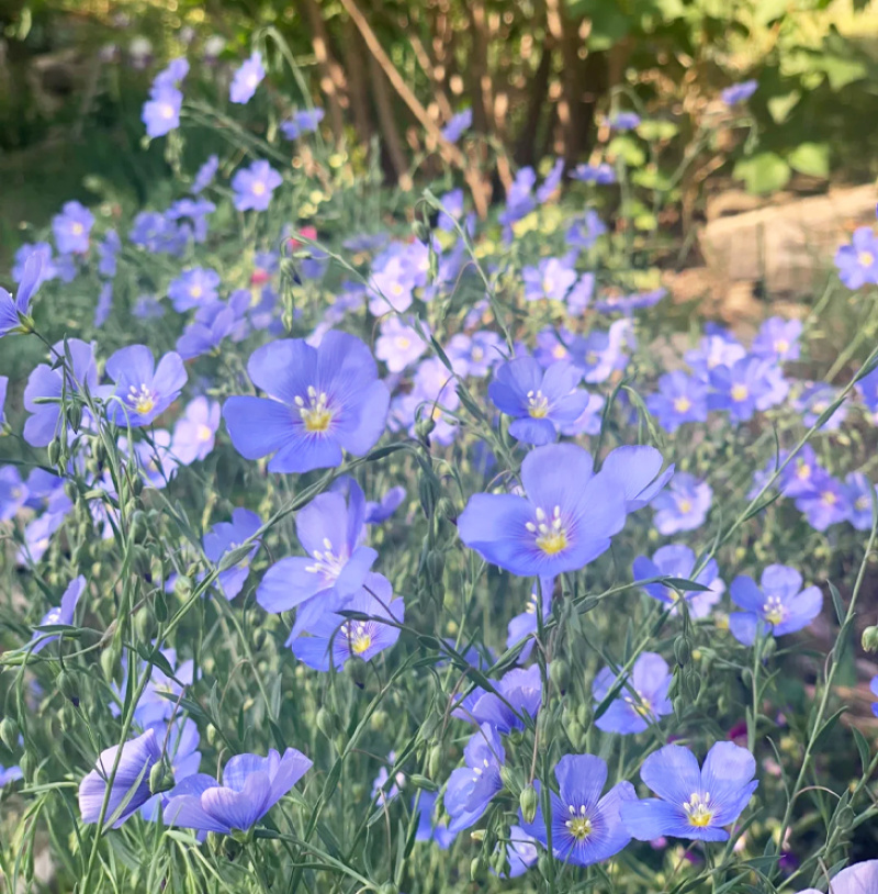 批发草花种子蓝花亚麻黄金亚麻亚麻兰花亚麻种籽花卉种