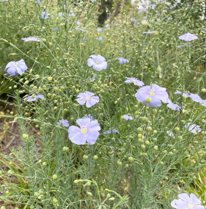 批发草花种子蓝花亚麻黄金亚麻亚麻兰花亚麻种籽花卉种