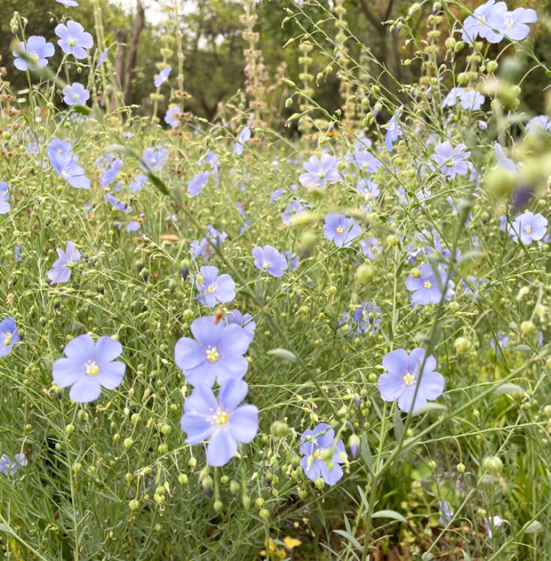 批发草花种子蓝花亚麻黄金亚麻亚麻兰花亚麻种籽花卉种