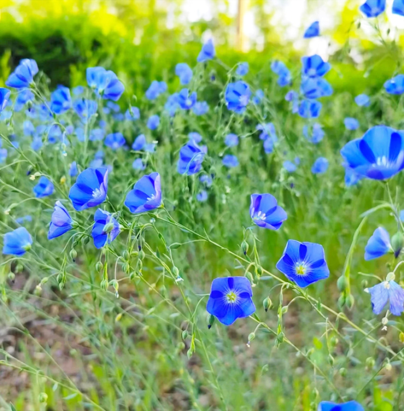 批发草花种子蓝花亚麻黄金亚麻亚麻兰花亚麻种籽花卉种
