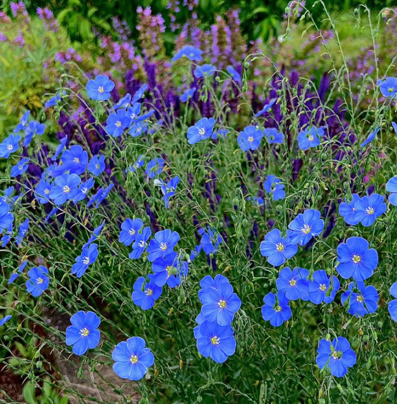 批发草花种子蓝花亚麻黄金亚麻亚麻兰花亚麻种籽花卉种