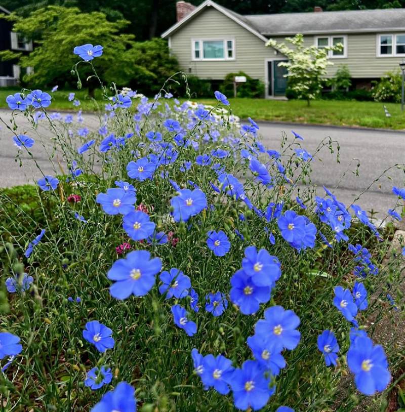 批发草花种子蓝花亚麻黄金亚麻亚麻兰花亚麻种籽花卉种