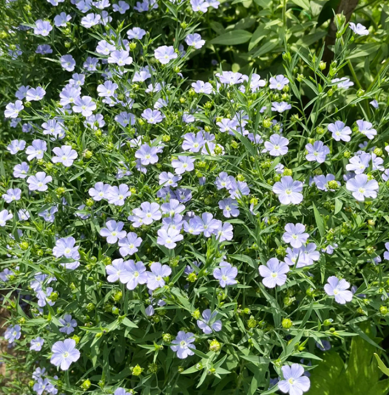 批发草花种子蓝花亚麻黄金亚麻亚麻兰花亚麻种籽花卉种
