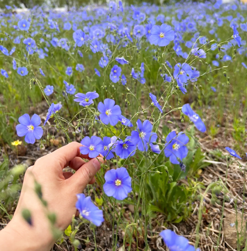 批发草花种子蓝花亚麻黄金亚麻亚麻兰花亚麻种籽花卉种