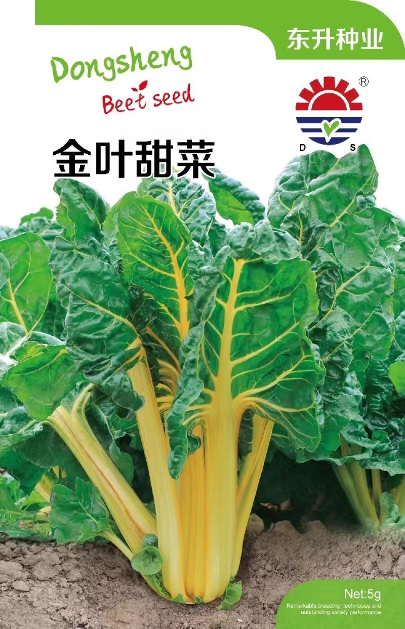 金叶甜菜种子叶用黄甜菜种子叶柄长耐热耐寒