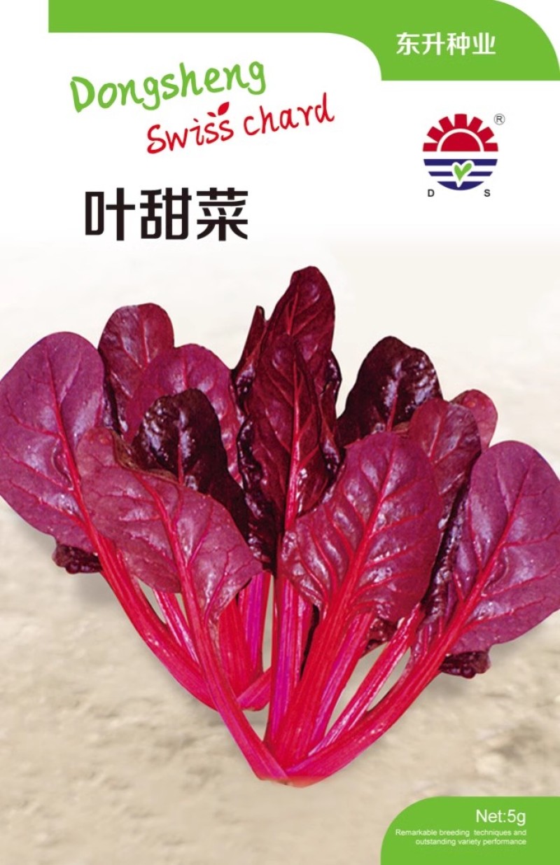 金叶甜菜种子叶用黄甜菜种子叶柄长耐热耐寒