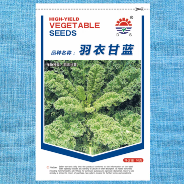 羽衣甘蓝种子荷兰引进品种叶片椭圆较厚羽状深裂