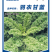 羽衣甘蓝种子荷兰引进品种叶片椭圆较厚羽状深裂