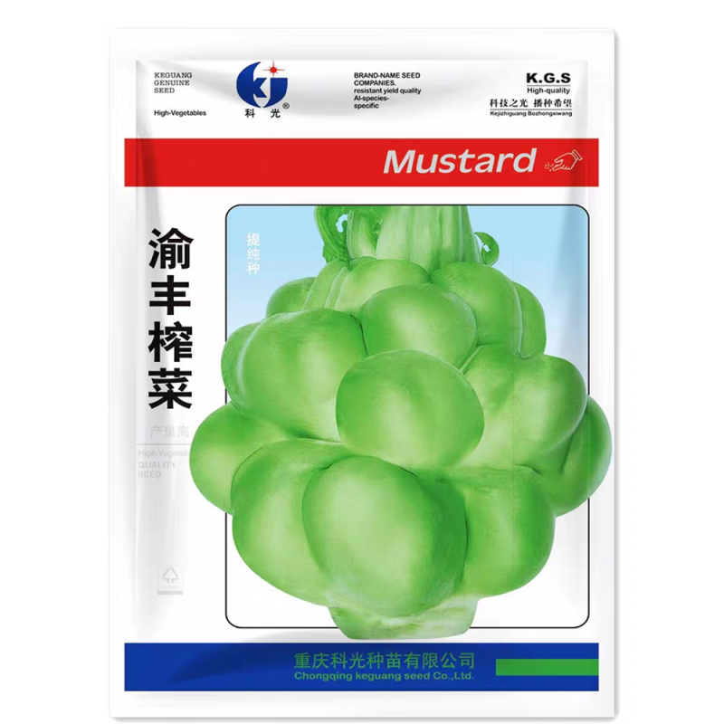 渝丰榨菜种子抗病腌渍用榨菜种子瘤茎扁圆形芥菜籽