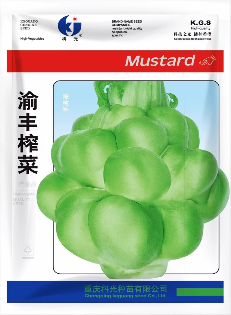 渝丰榨菜种子抗病腌渍用榨菜种子瘤茎扁圆形芥菜籽
