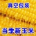 玉米主播达人看过来