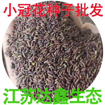 批发花卉种子小冠花种子观赏植物园艺花卉量大批发产地供