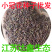 批发花卉种子小冠花种子观赏植物园艺花卉量大批发产地供